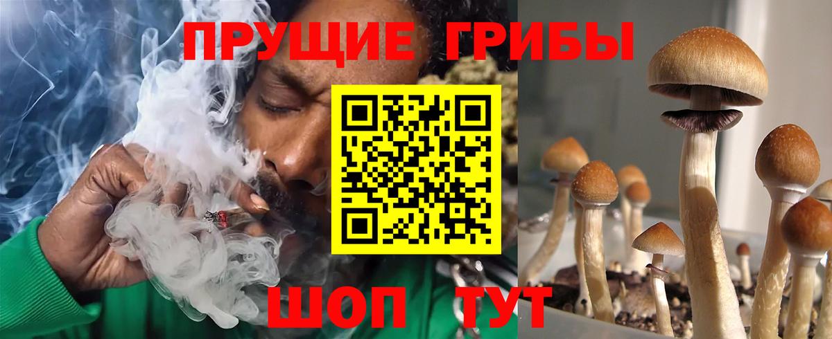 Псилоцибиновые грибы Psilocybe  Вход с VPN  что такое   Ачхой-Мартан 